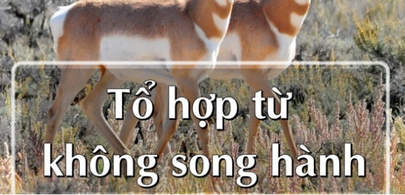 Những tổ hợp từ trong tiếng Anh không bao giờ đi liền với nhau