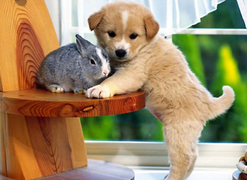 Bài viết tiếng Anh về sở thích nuôi động vật Bài viết tiếng Anh về sở thích nuôi động vật