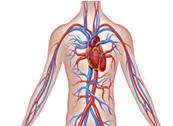 Circulatory system