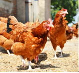 Poultry