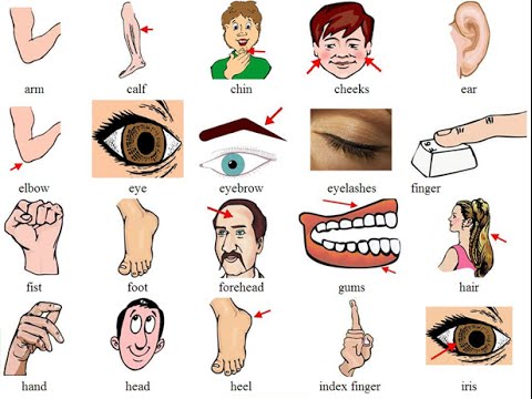 Tên gọi các bộ phận cơ thể người bằng tiếng Anh Tên gọi các bộ phận cơ thể người bằng tiếng Anh