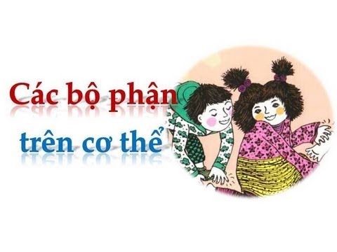 ten-goi-cac-bo-phan-co-the-nguoi-bang-tieng-anh