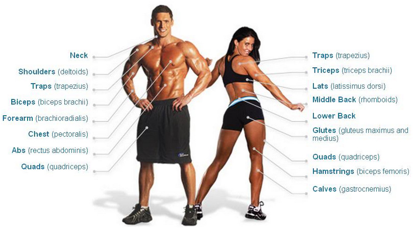 tu-vung-tieng-anh-ve-the-hinh-va-tap-gym